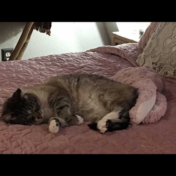 Teddy - Picture 7 of 8